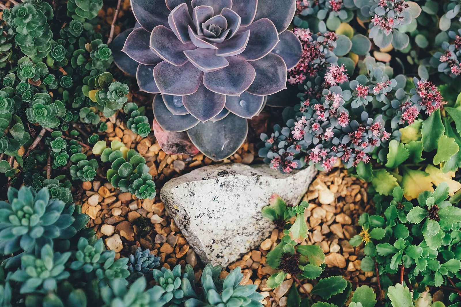 Cuidados de las plantas suculentas guía completa