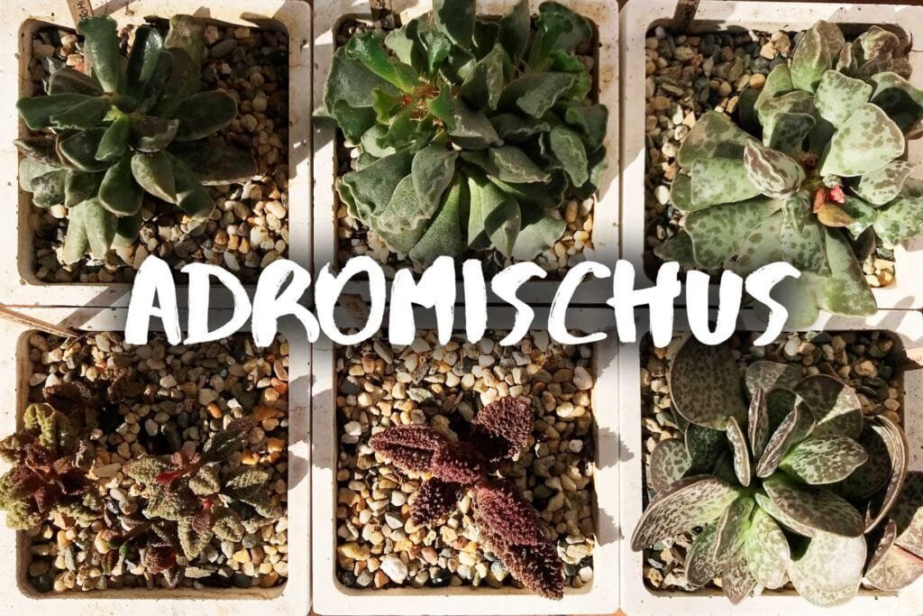 Adromischus