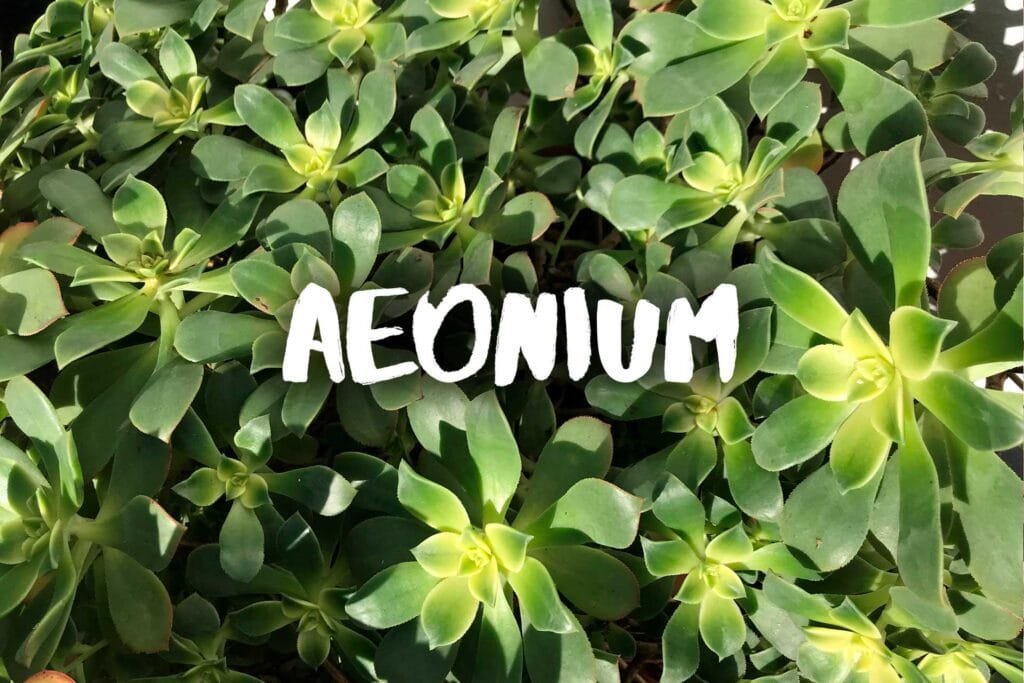 Aeonium