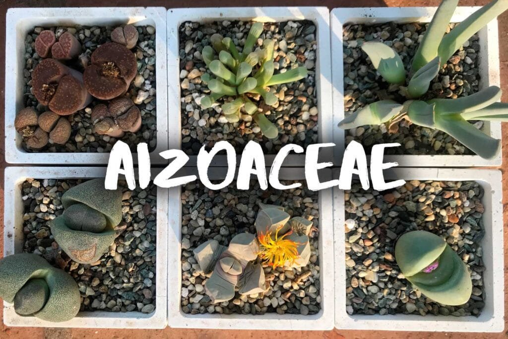 Aizoaceae