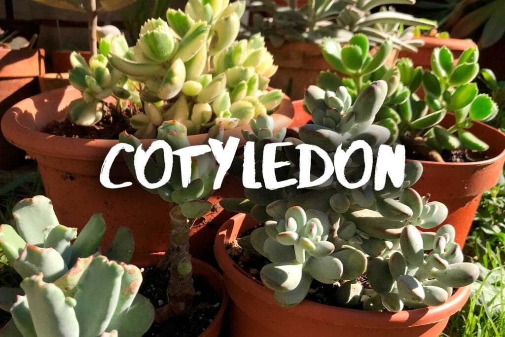 Cotyledon