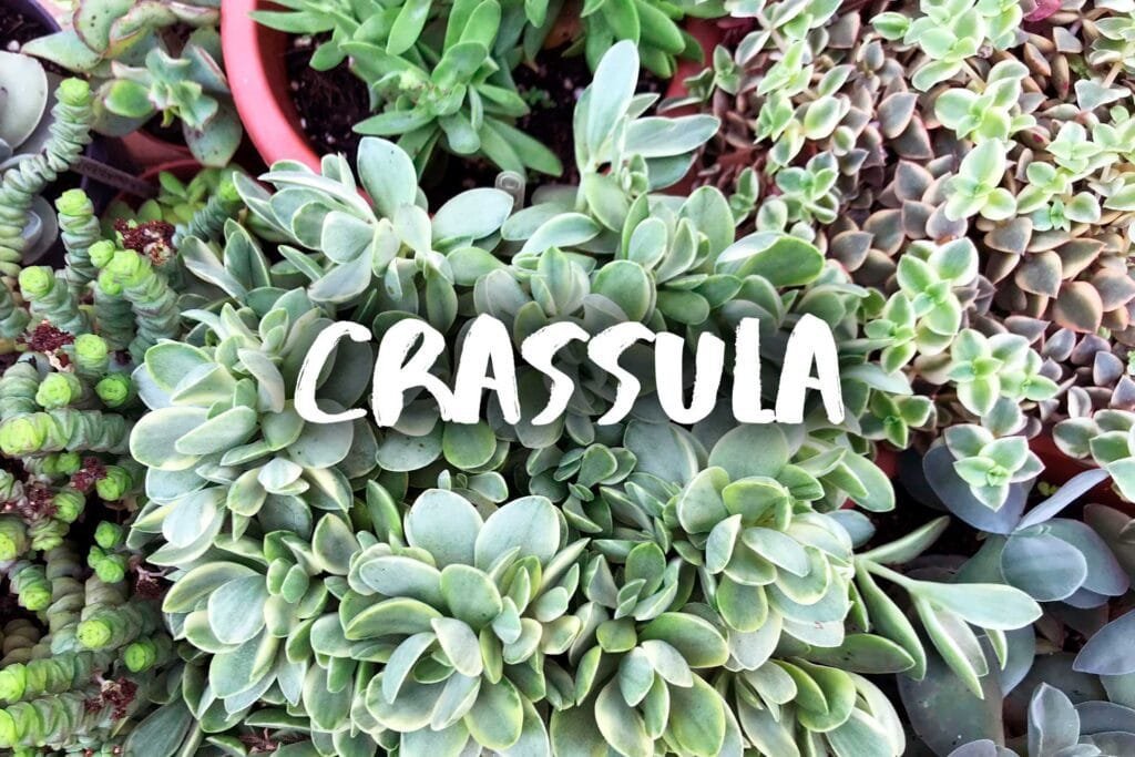 Crassula
