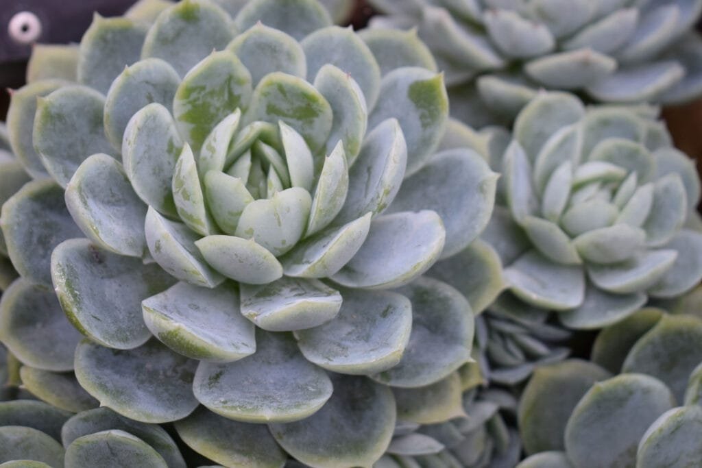 ECHEVERIA elegans