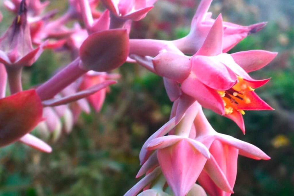 ECHEVERIA floración