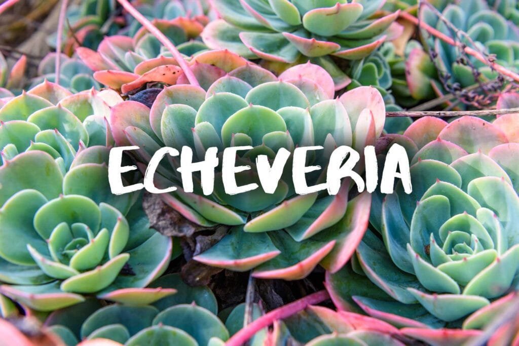 Echeveria