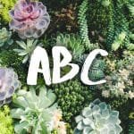 ABC de las suculentas – breve guía de cultivo. Resuelve tus dudas.