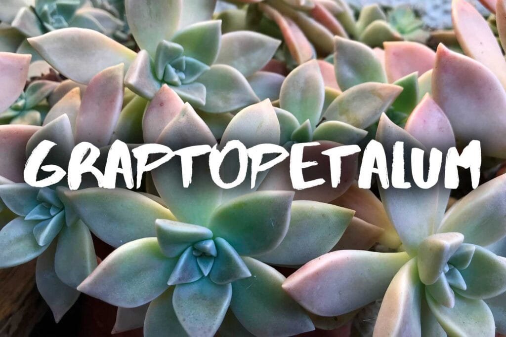 Graptopetalum