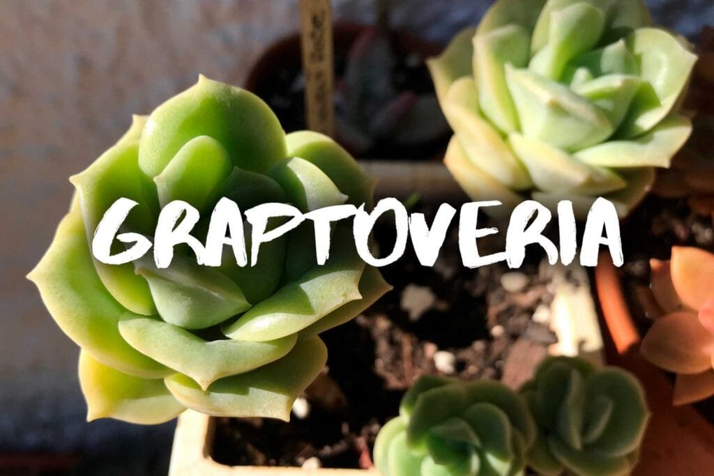 Graptoveria