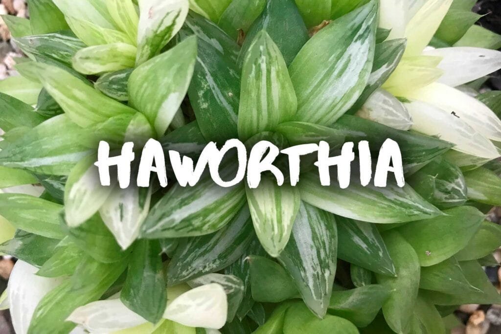 Haworthia