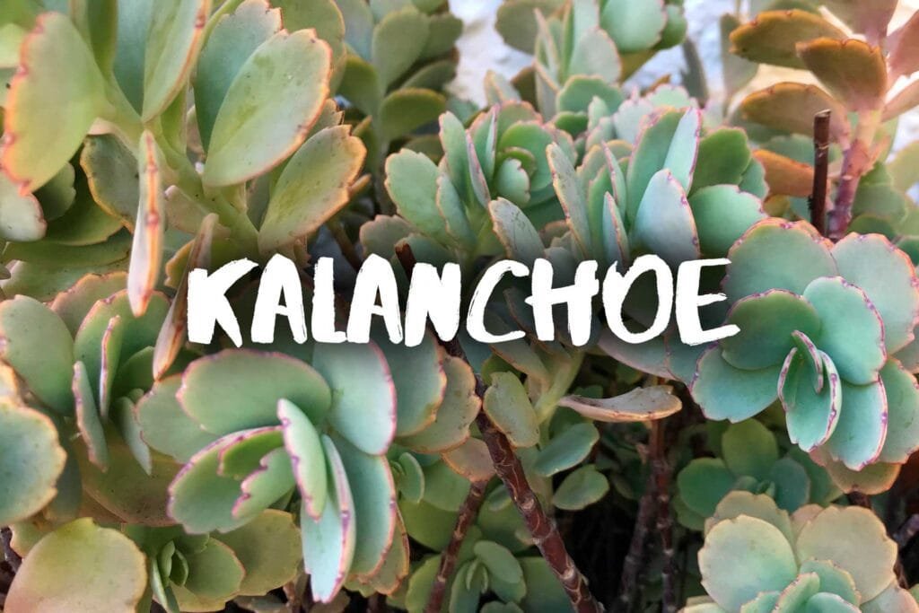 Kalanchoe