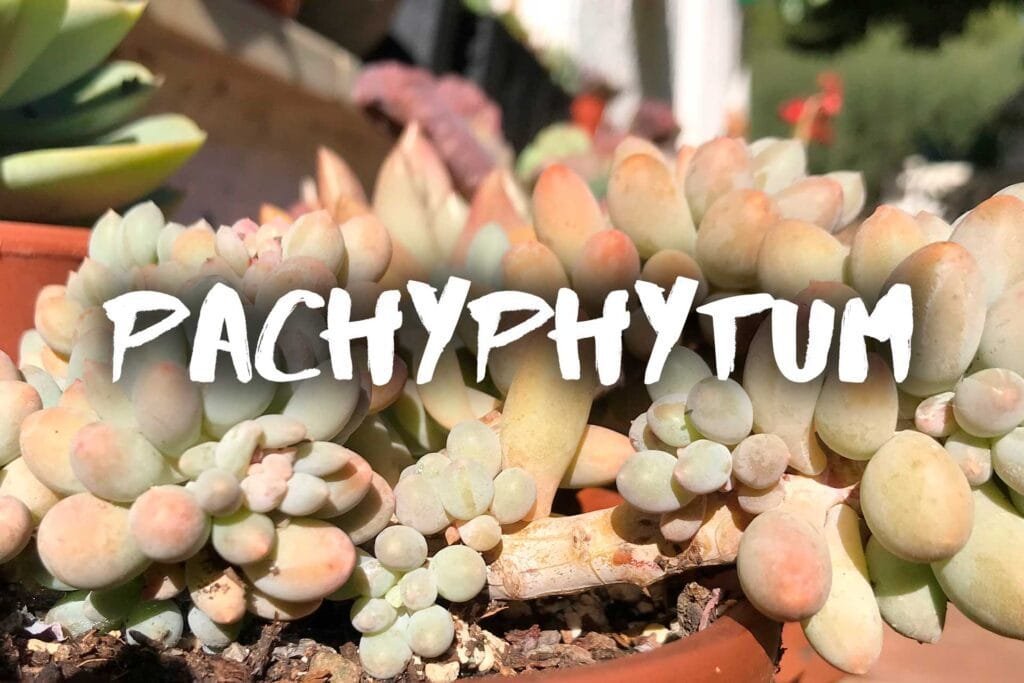 Pachyphytum