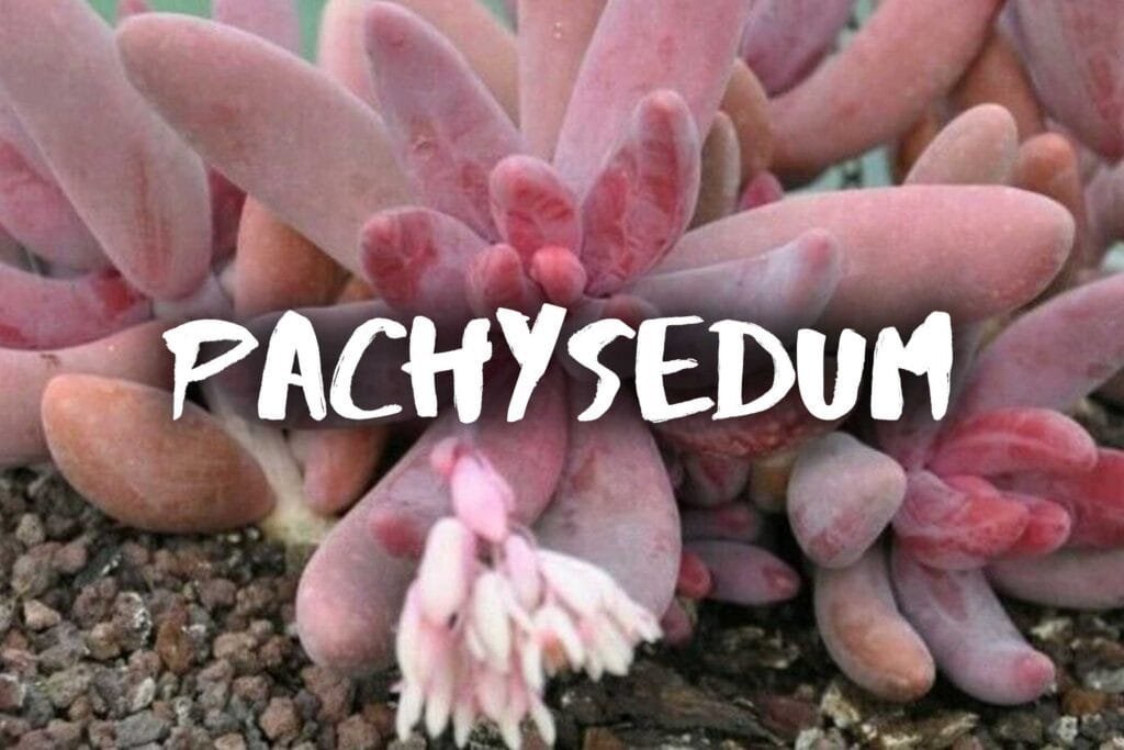 Pachysedum