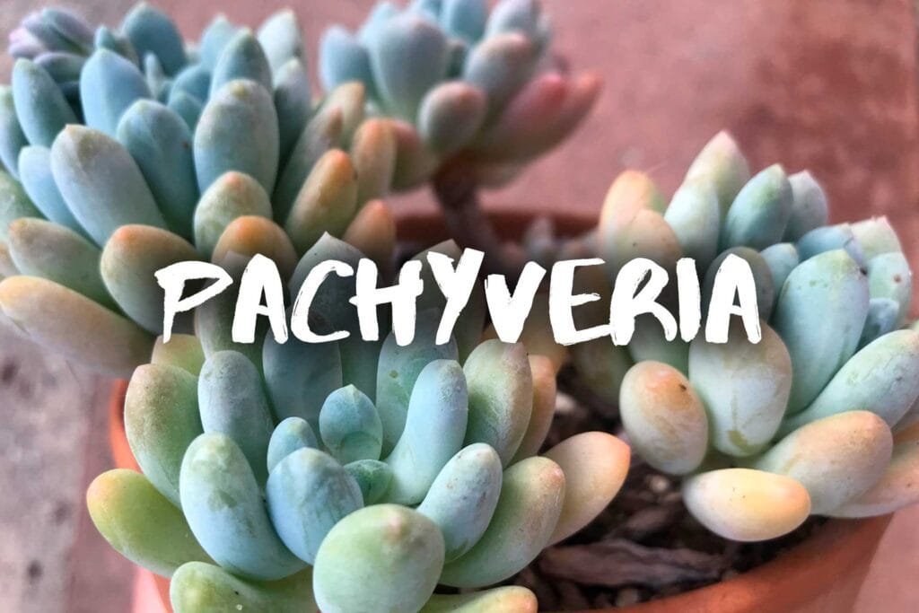 Pachyveria