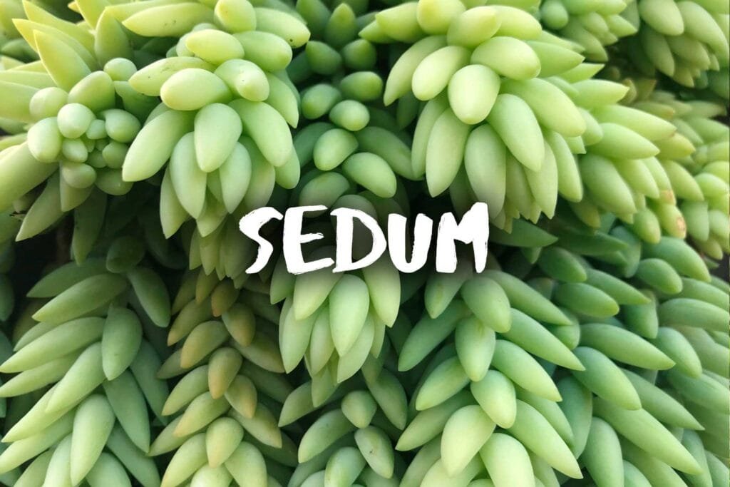 Sedum