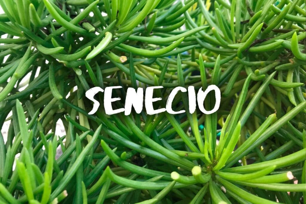 Senecio
