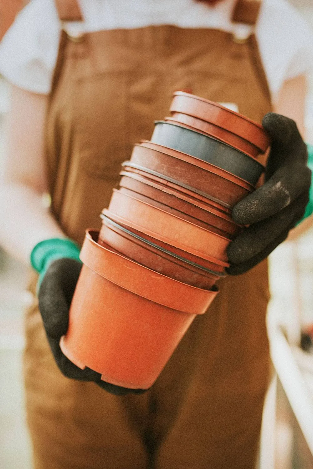 presentación my LANT INDEX