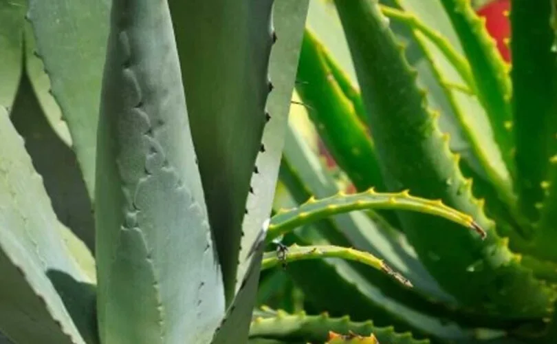 agave-aloe
