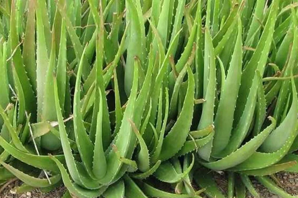 Aloe Vera
