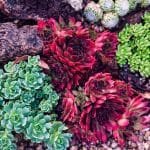 ¿Cómo funciona la pigmentación de las suculentas? ¿Por qué cambian de color?