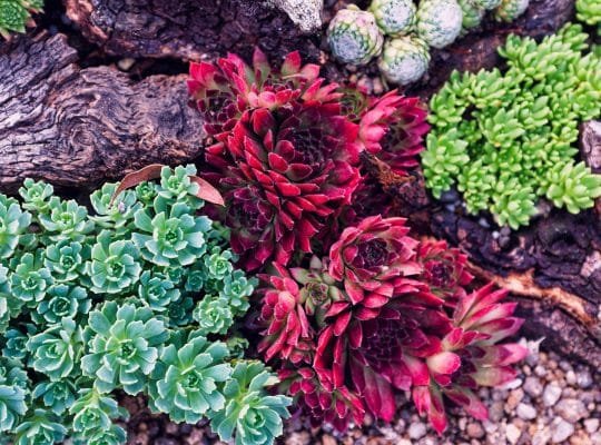 ¿Por qué cambian de color las suculentas? Todo sobre la pigmentación