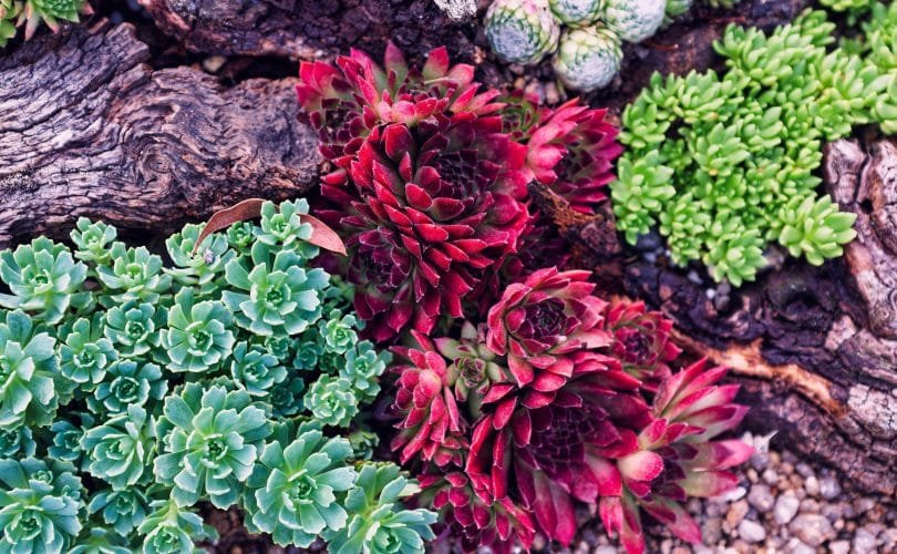 ¿Por qué cambian de color las suculentas? Todo sobre la pigmentación
