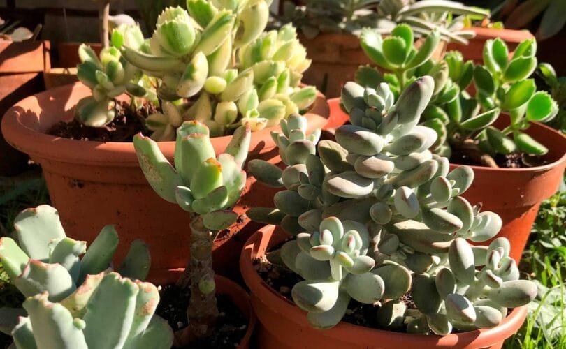 cotyledon