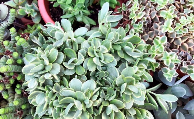 crassula