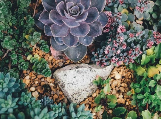 cuidados-suculentas-succulent-care