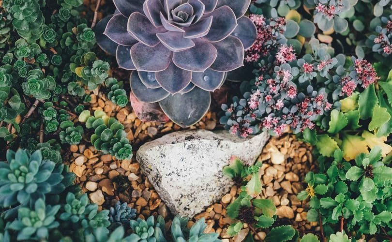 cuidados-suculentas-succulent-care