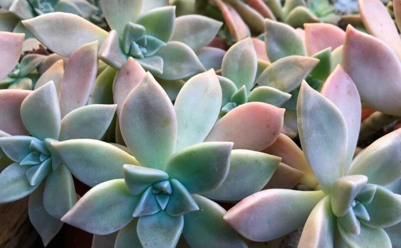 graptopetalum