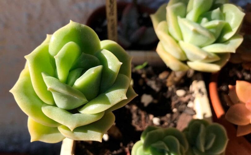 graptoveria lovely rose