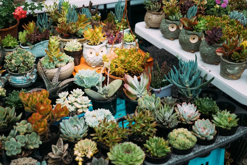 macetas-suculentas-succulents-plant-pots