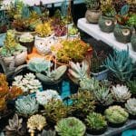 Todo lo que debes saber para elegir MACETAS para las suculentas – material, forma y drenaje