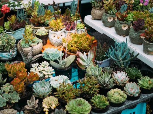 macetas-suculentas-succulents-plant-pots