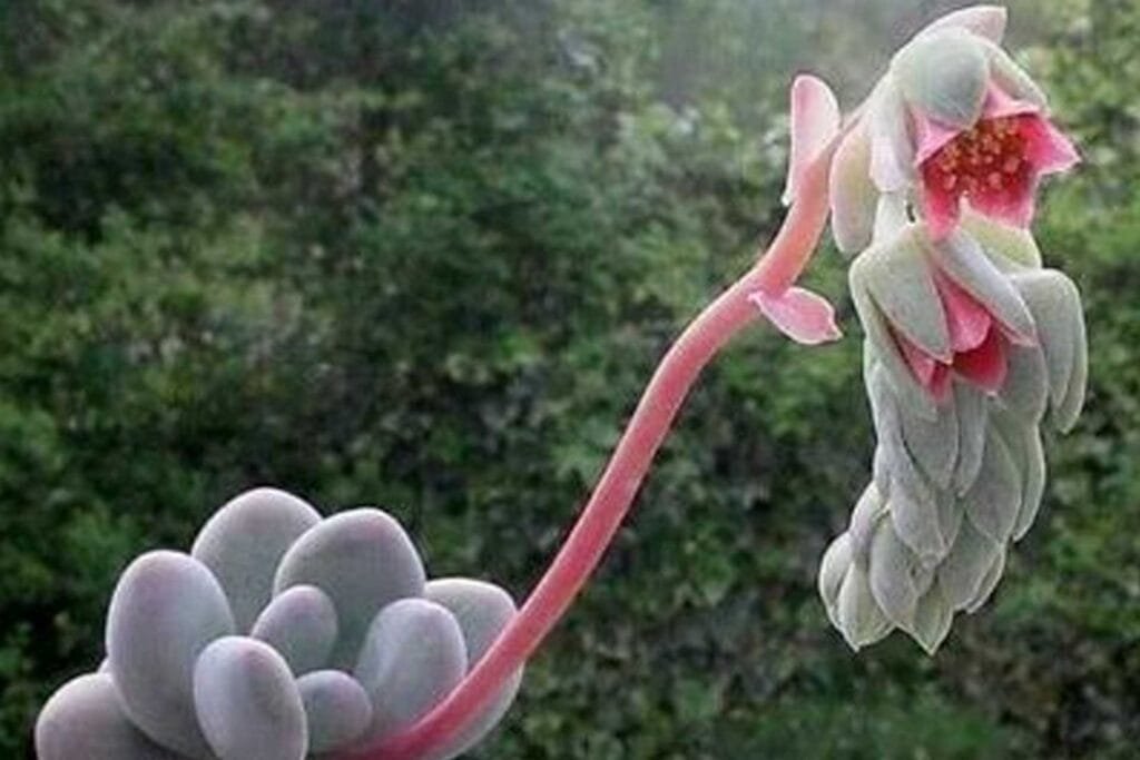 Pachyphytum floración