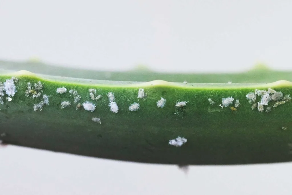 plagas-enfermedades-suculentas-succulents-pests