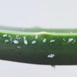 Todo lo que debes saber sobre PLAGAS y ENFERMEDADES de las suculentas – a qué debemos estar pendientes