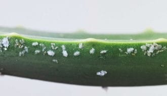 plagas-enfermedades-suculentas-succulents-pests