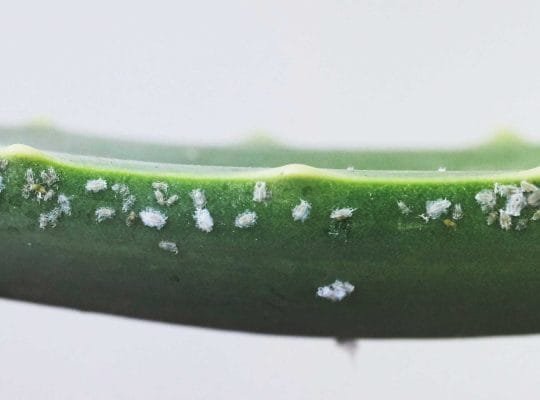 plagas-enfermedades-suculentas-succulents-pests