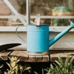 Todo lo que debes saber sobre el RIEGO de las plantas suculentas – cuándo, cómo y cuánto