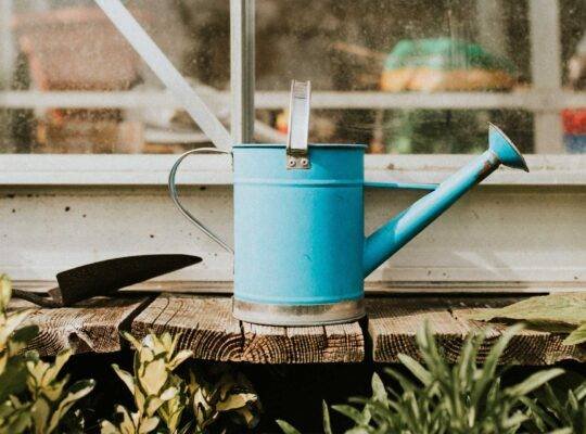 riego-suculentas-succulents-watering