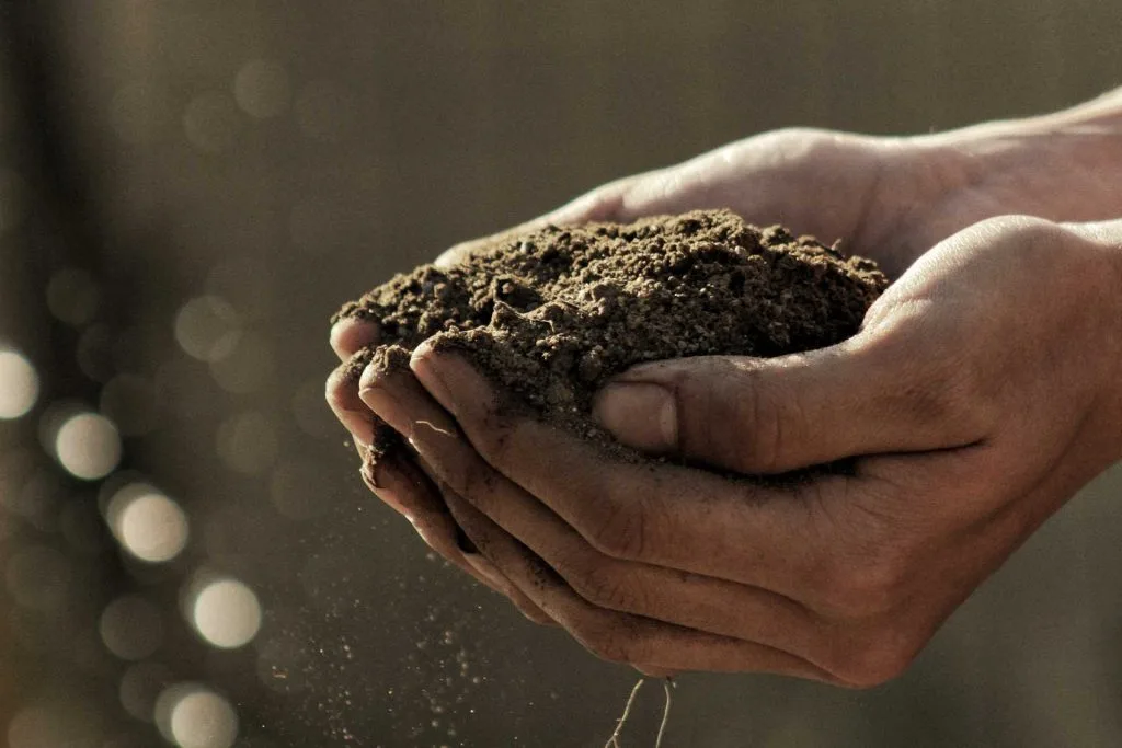 sustrato-suculentas-succulent-soil