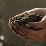 Todo lo que debes saber sobre el SUSTRATO que necesitan las suculentas – características, materiales y combinaciones