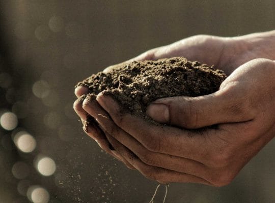 sustrato-suculentas-succulent-soil