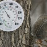 Todo lo que debes saber sobre la RUSTICIDAD de las suculentas – qué temperaturas mínimas y máximas toleran