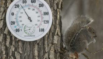 temperatura-suculentas-succulents-hardiness