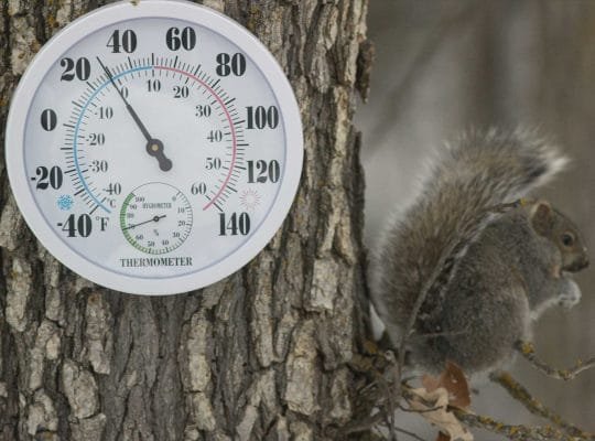 temperatura-suculentas-succulents-hardiness