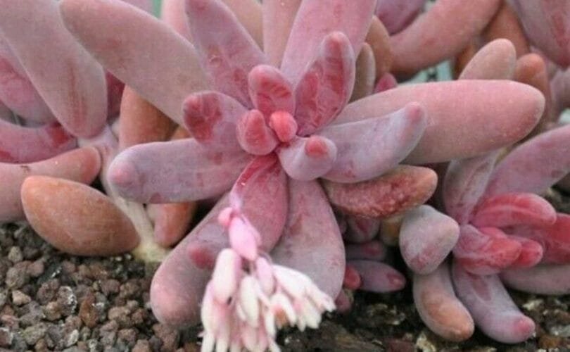 xPachysedum