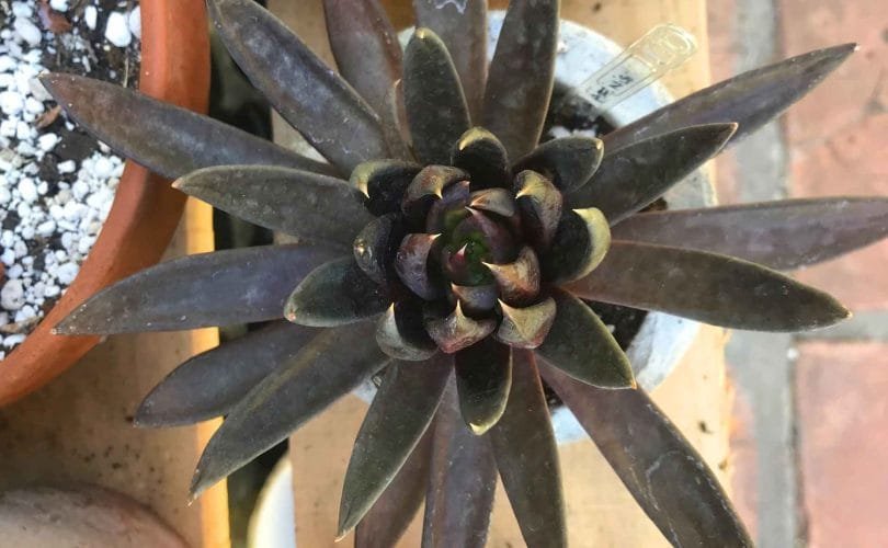 echeveria-affinis-black-knight