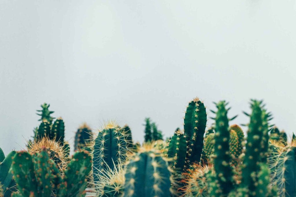 suculentas-cactus-succulents-cacti